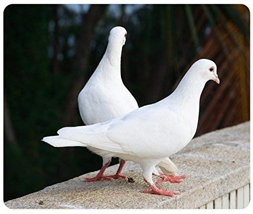 N\A Alfombrilla para ratón Gaming Mouse Mat Gel Rubber para PC, White Pigeon Doves Mousepad Rectangular Personalizado, Gaming Mouse Pad Mouse Mat
