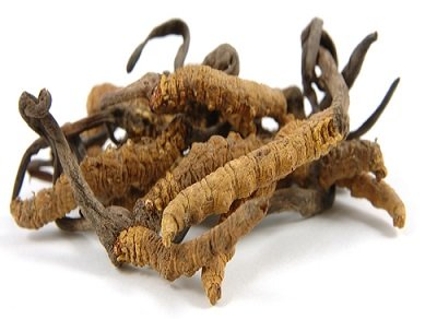 Natures Root Cordyceps biológicos en polvo de setas - Certificado polvo puro orgánicos | suplementos súper alimenticios | Adadptogene | fortalecimiento del sistema inmunológico | Regeneración y fuent