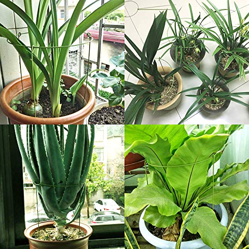 N/D Yisika 5 Pack Anillo de Soporte de Planta de jardín Garden Trellis Flower Soporte de Acero Inoxidable Escalada Vegtables Flowers Fruit Grow Cage