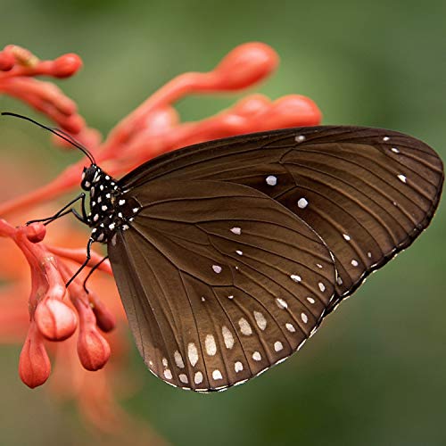 Neewer Tubo Extensión Macro Enfoque Automático AF Metal Fijado 12mm,20mm,36mm para Nikon AF, Cámara Réflex Digital con Lente AF-S D7200 D7100 D7000 D5500 D5300 D5200 D5100 D5000