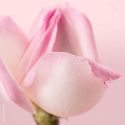 Nuxe Espuma Micelar con Pétalos de Rosa 150 ml