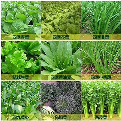 Ornamentales Semillas,Balcón jardín Conjunto de Semillas de hortalizas Colza de Verduras y Frutas-Col China 250,Semillas de Plantas Verdes
