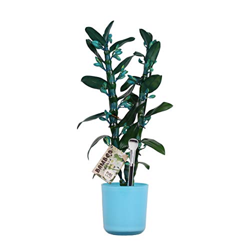 Orquídea de BAMBOO ORCHID – Bambú orquídea en maceta azul como un conjunto – Altura: 50 cm, 2 brotes, flores blanco azul – Dendrobium Make Upz Blue
