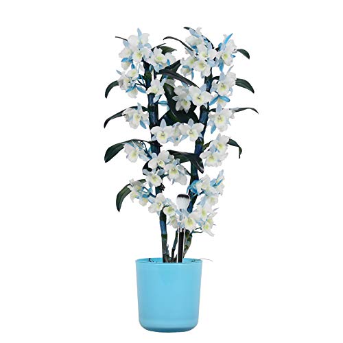 Orquídea de BAMBOO ORCHID – Bambú orquídea en maceta azul como un conjunto – Altura: 50 cm, 2 brotes, flores blanco azul – Dendrobium Make Upz Blue