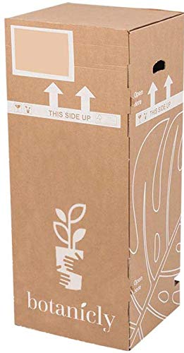 Planta de fruta de Botanicly – Pomelo – Altura: 90 cm – Citrus Paradisi