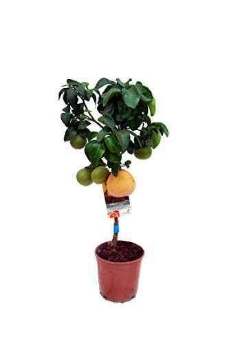 Planta de fruta de Botanicly – Pomelo – Altura: 90 cm – Citrus Paradisi