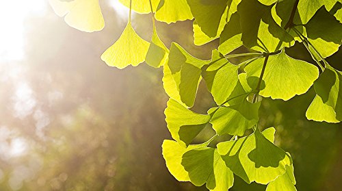 Polvo de hoja de Ginkgo Biloba - 100g (Calidad Asegurada)