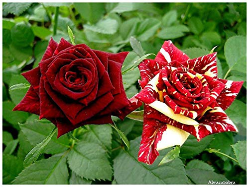 Portal Cool Raras * Abracadabra Rose * Larga Duraciã³n Magical Flowers * Rosas * 6 Semillas Frescas