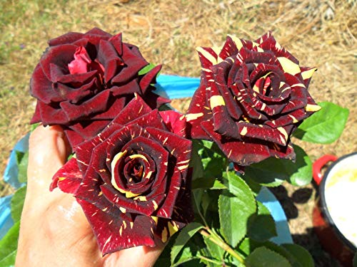 Portal Cool Raras * Abracadabra Rose * Larga Duraciã³n Magical Flowers * Rosas * 6 Semillas Frescas