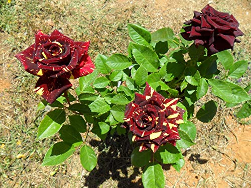 Portal Cool Raras * Abracadabra Rose * Larga Duraciã³n Magical Flowers * Rosas * 6 Semillas Frescas