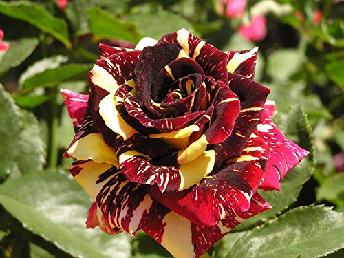 Portal Cool Raras * Abracadabra Rose * Larga Duraciã³n Magical Flowers * Rosas * 6 Semillas Frescas