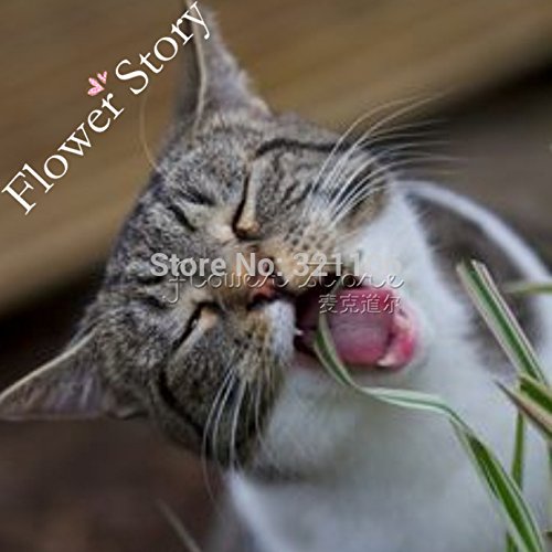 promoción grande, 1000 dulce avena para gatos, gato Semillas de hierba, rápido y fácil cultivo, gatos DIY Alimentos Naturales
