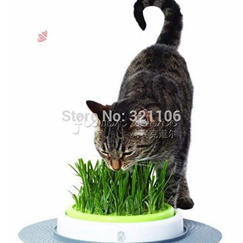promoción grande, 1000 dulce avena para gatos, gato Semillas de hierba, rápido y fácil cultivo, gatos DIY Alimentos Naturales