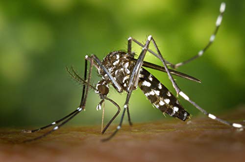 Protect Home 79684169 - Antimosquitos Exteriores para Mosquitos Tigre y Moscas, Insecticida Persistente para Balcones, Terrazas y Jardines, 500 ml
