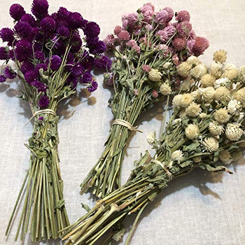 Ramo de flores secas perpetuina. RAMO SECO NATURAL. flores naturales. flores secas