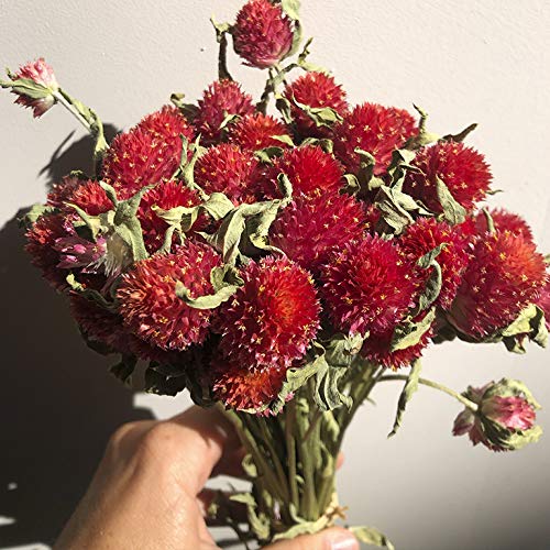 Ramo de flores secas perpetuina. RAMO SECO NATURAL. flores naturales. flores secas