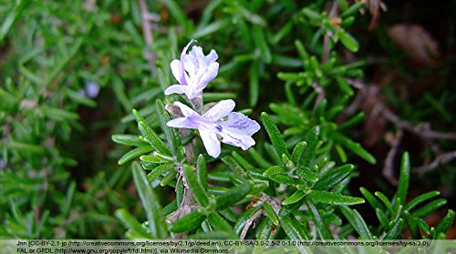 Romero Té - 50g - (hojas sueltas)