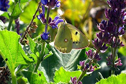 Rompecabezas de madera 1000 piezas Niños adultos rompecabezas juego regalo rompecabezas niños adultos rompecabezas juego regalo rompecabezas belleza mariposa rompecabezas adultos rompecabezas juguet