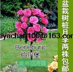 Rosal de color rosa en maceta de tipo jardín balcón 100 semillas de flores