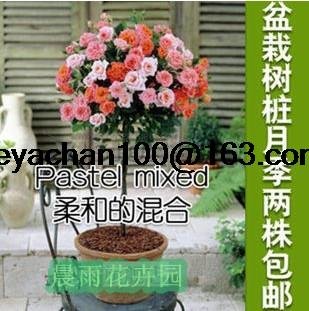 Rosal de color rosa en maceta de tipo jardín balcón 100 semillas de flores