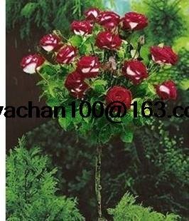 Rosal de color rosa en maceta de tipo jardín balcón 100 semillas de flores