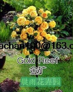 Rosal de color rosa en maceta de tipo jardín balcón 100 semillas de flores