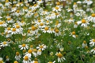 SABOREATE Y CAFE THE FLAVOUR SHOP Infusión de Manzanilla en Flor de Origen Europeo Infusion Natural Digestiva Adelgazante 1 kilogramo