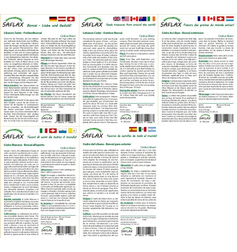 SAFLAX - Set de cultivo - Cedro del Líbano - 20 semillas - Con mini-invernadero, sustrato de cultivo y 2 maceteros - Cedrus libani