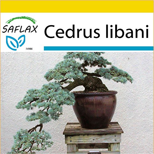 SAFLAX - Set de cultivo - Cedro del Líbano - 20 semillas - Con mini-invernadero, sustrato de cultivo y 2 maceteros - Cedrus libani