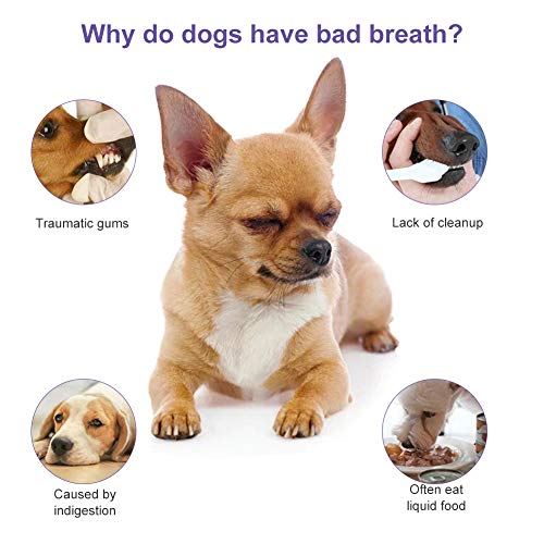 SEGMINISMART Spray Dental para Mascota, Pet Dental Spray, Ambientador para Aliento De Mascotas, Elimina El Olor, Reduce La Acumulación De Placa Y Sarro