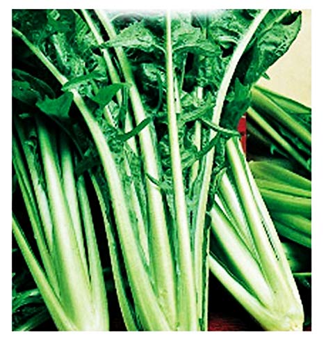 Semillas de achicoria catalana dentada sel. fondos - vegetales - cichorium intybus - cg003 - las mejores semillas de plantas - flores - frutas raras - achicoria - aproximadamente 5000 semillas