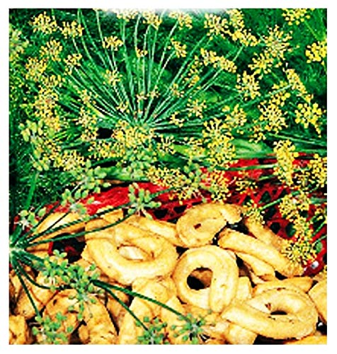 Semillas de hinojo silvestre - vegetales - foeniculum vulgare capillaceum - aprox. 120 semillas - las mejores semillas de plantas - flores - frutas raras - hinojo silvestre -