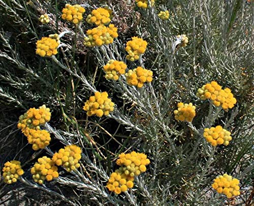 Semillas de Siempreviva o Perpetua 100 Semillas de Helichrysum Stoechas