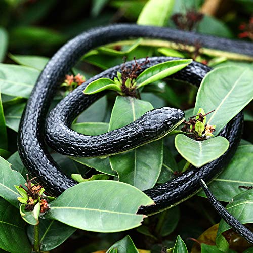 Serpientes de Goma Realistas, Serpiente Falso Juguete de Serpiente Mamba Negra para Accesorios de Jardín para Asustar a los Pájaros, Bromas, Decoración de Halloween (2 Piezas, 47 Pulgadas)