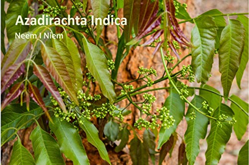 Sorion Head Fluid 50 ml – También para el cuidado del cuero cabelludo en psorias y neurodermitis con aceite de coco, neem, Rubia Cordifolia, cúrcuma y Wrightia tinctoria