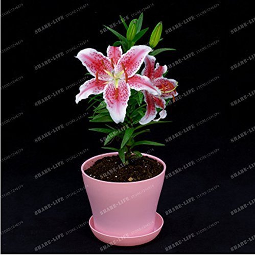 SwansGreen HOT 24 Colors Mini Lily Seeds 100pcs perfume Lily Seeds, (not lily bulbs) bonsai flower seeds high quality plant for home garden 12