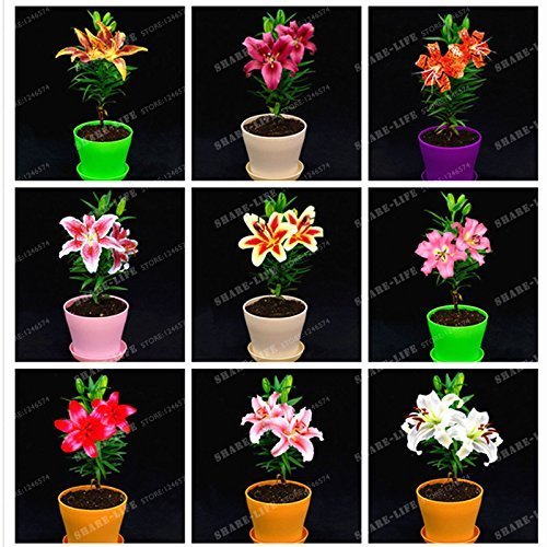 SwansGreen HOT 24 Colors Mini Lily Seeds 100pcs perfume Lily Seeds, (not lily bulbs) bonsai flower seeds high quality plant for home garden 12