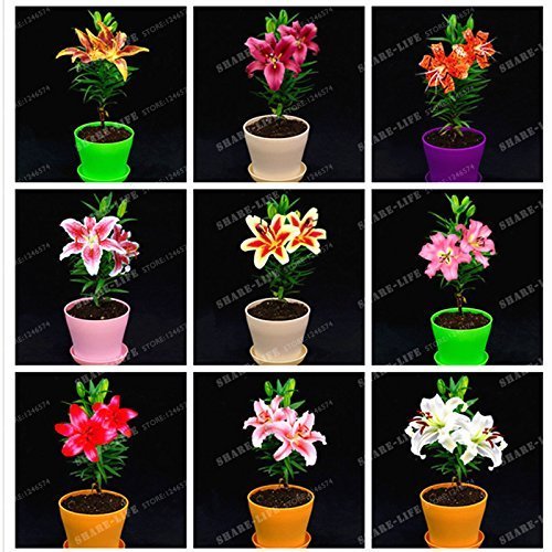 SwansGreen HOT 24 Colors Mini Lily Seeds 100pcs perfume Lily Seeds, (not lily bulbs) bonsai flower seeds high quality plant for home garden 12