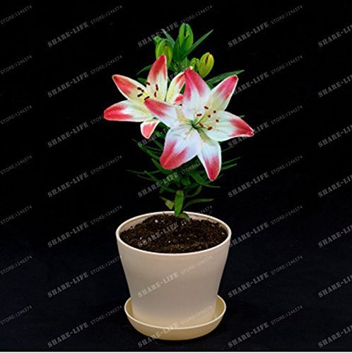 SwansGreen HOT 24 Colors Mini Lily Seeds 100pcs perfume Lily Seeds, (not lily bulbs) bonsai flower seeds high quality plant for home garden 12