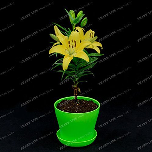 SwansGreen HOT 24 Colors Mini Lily Seeds 100pcs perfume Lily Seeds, (not lily bulbs) bonsai flower seeds high quality plant for home garden 12