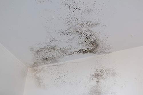 TECPINT ANTICONDENSACIÓN de Tecno Prodist - (2,3 Litros) - Pintura Anti-condensación y Anti-moho al Agua para Interior y Exterior - Paredes y Techos - Gran cubrición - Fácil Aplicación - (BLANCO)
