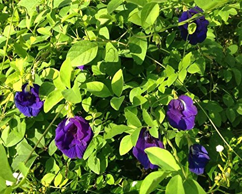 TooGet Flores de Guisante de Mariposa Puras Secas, Clitoria ternatea Natural Té Azul de Hierbas al por Mayor, Grado Superior - 60g