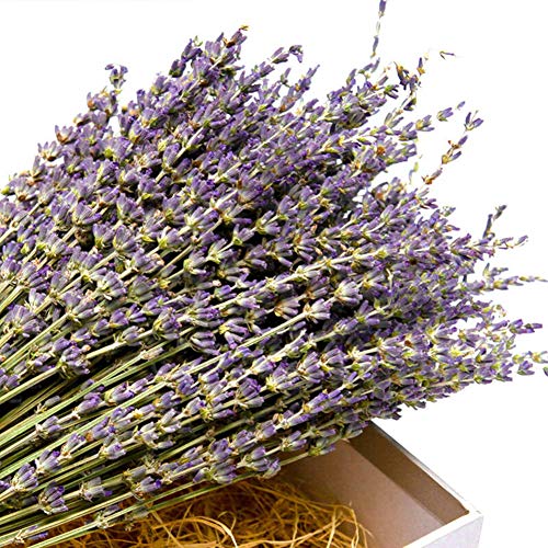 TooGet Flores de Lavanda Natural, Fragante Ramo de Lavanda Seca 100 Se Deriva de 40-45cm de Largo, Flores Decorativas Ramo de Flores para La Decoración del Hogar, Regalo, Boda o Cualquier Ocasión