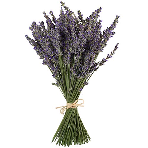 TooGet Flores de Lavanda Natural, Fragante Ramo de Lavanda Seca 100 Se Deriva de 40-45cm de Largo, Flores Decorativas Ramo de Flores para La Decoración del Hogar, Regalo, Boda o Cualquier Ocasión