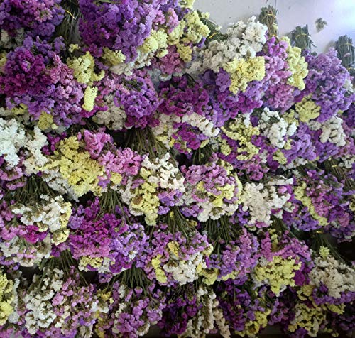 TooGet Flores Secas Naturales No Me Olvides las Ramo de Flores Siempre vivas para Manualidades Decoracion Fiesta, Boda, Tienda, Dried Flowers Forget Me Not Bouquet Myosotis Sylvatica Bundles