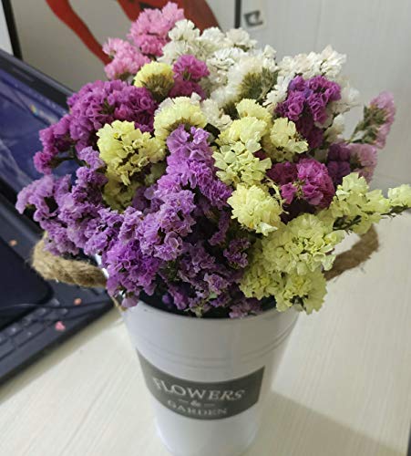 TooGet Flores Secas Naturales No Me Olvides las Ramo de Flores Siempre vivas para Manualidades Decoracion Fiesta, Boda, Tienda, Dried Flowers Forget Me Not Bouquet Myosotis Sylvatica Bundles