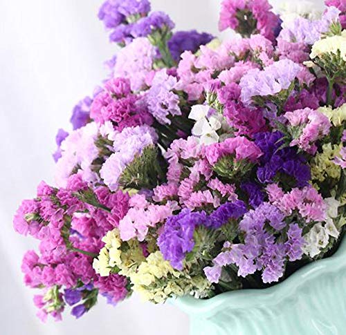 TooGet Flores Secas Naturales No Me Olvides las Ramo de Flores Siempre vivas para Manualidades Decoracion Fiesta, Boda, Tienda, Dried Flowers Forget Me Not Bouquet Myosotis Sylvatica Bundles
