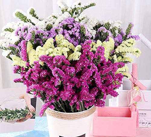 TooGet Flores Secas Naturales No Me Olvides las Ramo de Flores Siempre vivas para Manualidades Decoracion Fiesta, Boda, Tienda, Dried Flowers Forget Me Not Bouquet Myosotis Sylvatica Bundles