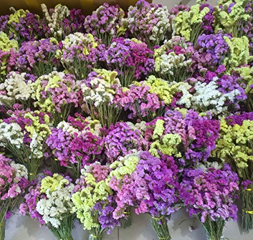 TooGet Flores Secas Naturales No Me Olvides las Ramo de Flores Siempre vivas para Manualidades Decoracion Fiesta, Boda, Tienda, Dried Flowers Forget Me Not Bouquet Myosotis Sylvatica Bundles