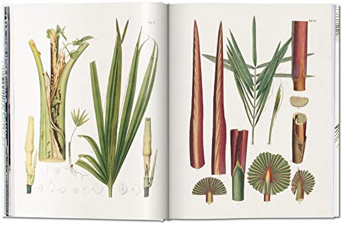 von Martius. The Book of Palms (PRIX FAVORABLE)